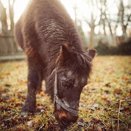 Natalie Františkovy Lázně