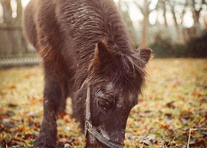 Natalie Františkovy Lázně